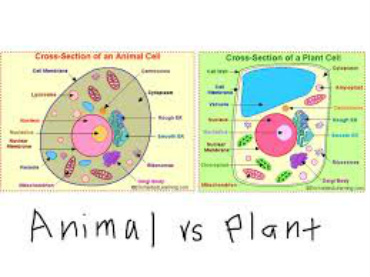 Plant VS Animal Cells